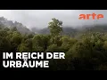 Lagu Neuseeland - Wald der Riesen | ARTE Family