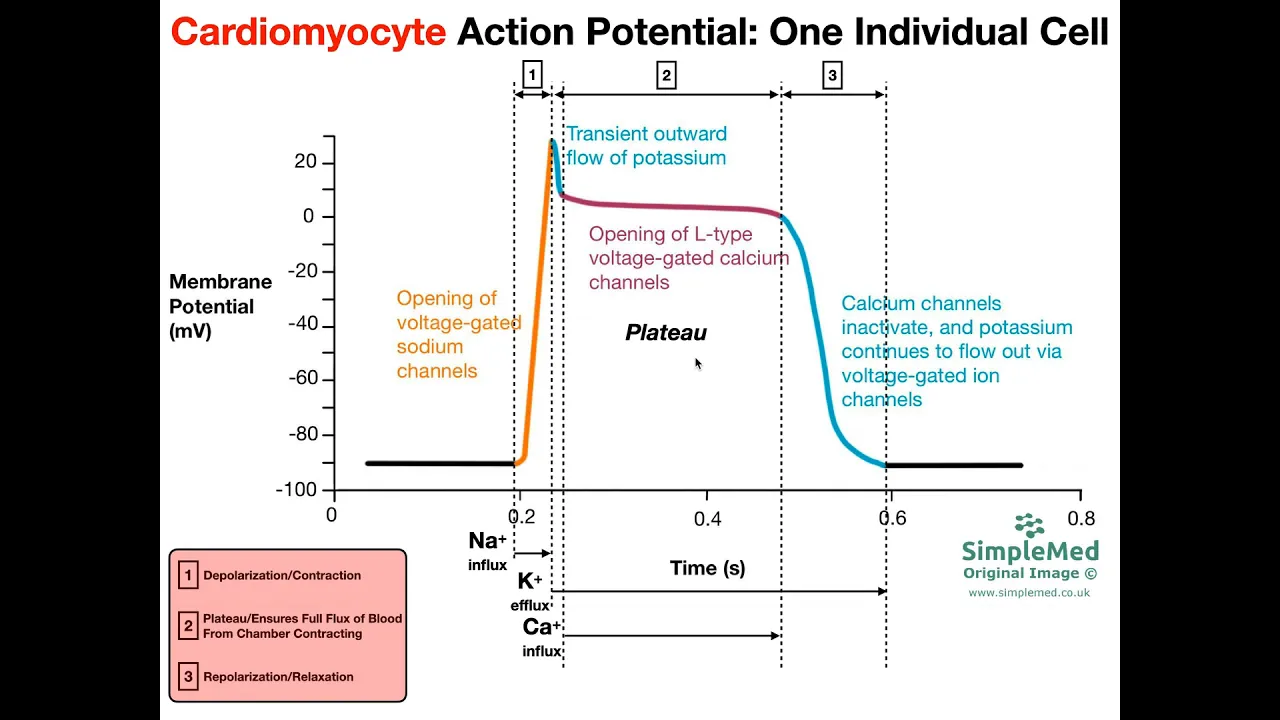 Cardiac Muscle Action Potential Diagram EXPLAINED