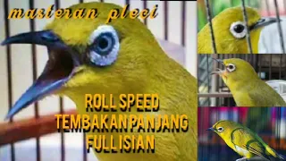 masteran pleci full isian tembakan panjang