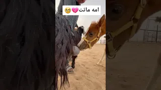 ام المهر ماتت شوفو كيف تصرفو  ام المهر ماتت شوفو كيف تصرفو