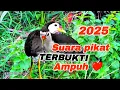 Download Lagu SUARA PIKAT BURUNG RUAK RUAK ASLI TERBUKTI AMPUH SUARA JERNIH DAN HANDAL