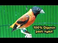 Suara Burung RED SISKIN Gacor Juara Untuk Pancingan dan Masteran.
