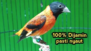 suara burung red siskin gacor juara untuk pancingan dan masteran 