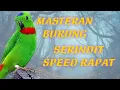 Download Lagu Masteran Burung Serindit nembak @gudangmasteran9815