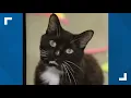 Aria the senior cat up for adoption at the Connecticut Humane Society