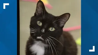 Aria the senior cat up for adoption at the Connecticut Humane Society