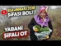 Lagu 🌰🌿 Fındık Bahçesinde Isırgan Otu Sürprizi | Karadeniz Köy Hayatı