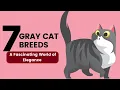 7 Gray Cat Breeds A Fascinating World of Elegance