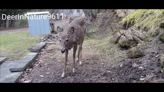 Deer struggles to get the celery down deerinnature9611