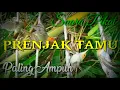 Download Lagu Suara PRENJAK TAMU Untuk Pikat | Paling Ampuh