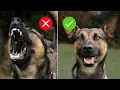 5 CRUCIAL reasons your dog is still reactive EASY FIX