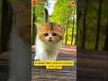 Hay Allah mere mama Kahan chali gai🤤#f#cat#cute.           #cutecat#catlover emotionalcatvideos😭