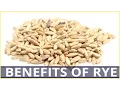 6 Best Health BENEFITS OF RYE CEREAL