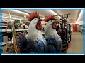 Giant Roosters Invade Tractor Supply