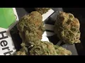 Cherry Punch Strain Review