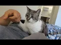 Download Lagu [1388] Blue the purring machine
