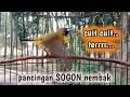 Download Lagu CUIT CUIT TERR..PANCINGAN SOGON LAIN LANGSUNG NEMBAK #sogon #sogongacor #sogokontong #pancingansogon
