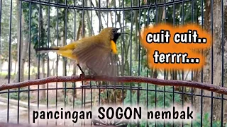 cuit cuit terr pancingan sogon lain langsung nembak sogon sogongacor sogokontong pancingansogon