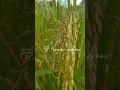 Download Lagu Ladang kami orang Dayak #dayak #kuliner #dayakdeah #dayakngaju