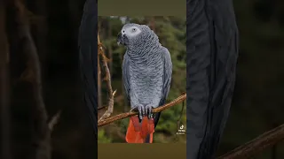 الحمد لله مكررة لتعليم الببغاء مجربة             دندنها