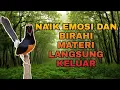 Download Lagu PANCINGAN MURAI BATU EFEKTIF NAIK EMOSI DAN BIRAHI, SEKETIKA BONGKAR MATERI