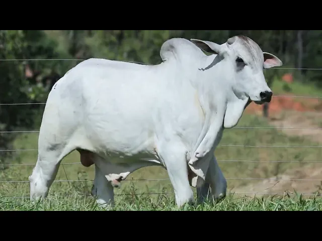 Garrote Nelore AGPM - 538