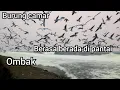 Download Lagu suara ombak dan burung camar bersautan suasana pantai