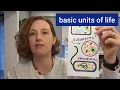 Eukaryotic vs Prokaryotic Cells--Coloring and Venn Diagram