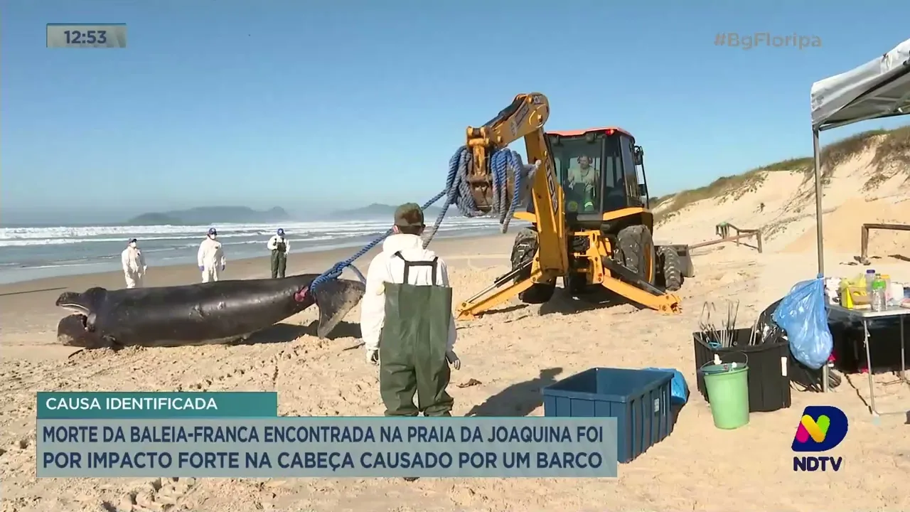 Baleia-franca é encontrada morta devido a impacto forte na cabeça, em praia de Florianópolis