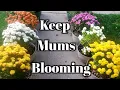 Complete Fall Mums Bloom Care Guide - Mums That Keep On Giving