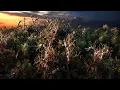 C4D TAIAO - Create your own Trees Plants and Grass