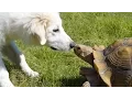 Tortoises chasing cats and dogs - Funny animal compilation