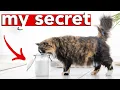 Download Lagu HOW TO HAVE A SMELL FREE LITTER BOX » sharing my secret to a stink-free home with multiple cats