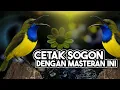 Download Lagu Masteran Sogon Supaya Nembak Materi 