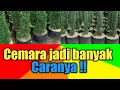 Download Lagu Cemara - dengan cara stek jumlah ribuan