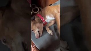 Dog life on a boat – Part 7 #dog #travel #sailing