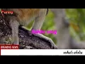 Download Lagu Nyin sim nan cet sui nan liong