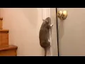 The Most RANDOM Rat Compilation I m so sorry