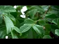 10 Hour | Spiritual Rain Meditation | Insomnia | Study | Focus | Spa | Calming Background Ambience