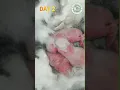 Life of Rabbit Growing Up 1 - 25 days Smart life hacks techs