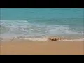 432Hz Attract Love In All Forms  ➤ Raise Positive Vibration - Positive Energy Boost | Manifest Love