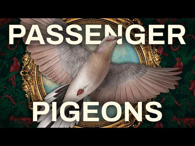 Video: The Extinction (and De-Extinction?) of the Passenger Pigeon