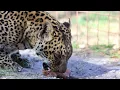 Popsicles For Big Cats
