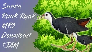 suara ruak ruak pikat ampuh jernih full 1 jam mp3