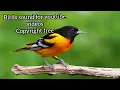 Download Lagu Bird Sound | Birds Chirping Copyright Free | Morning Birds Sound for youtube Videos | Download free