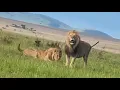Download Lagu New: Olomina Snags Kidong’oe😂 Rongai Pride Continues to Move #lionking #lionpride #wildlife #bigcat