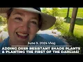Adding Deer Resistant Shade Plants Planting the First of the Dahlias