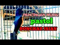 Download Lagu PANCING MURAI PASTOL AGAR BONGKAR ISIAN