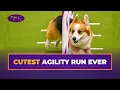 Kirby the Corgi Speeds Through Agility Course Westminster Dog Show