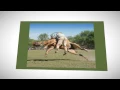 Chiropractor Ceres CA